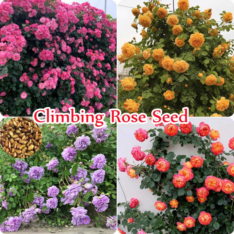 100PCS Multicolor Climbing Rose Seeds Flower Seed เมล็ดดอกกุหลาบ กุหลาบหิน บอนไซ บอนสีหายาก แต่งบ้านและสวน Plants