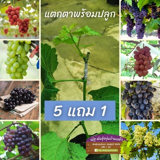 พร้อมส่ง ต้นองุ่นพร้อมปลูก🍇💥 ไม่ต้องลุ้น ไม่ต้องเพาะ ลงปลูกได้เลย