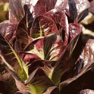 เมล็ดพันธุ์ สลัดเรดคอสโรเมน (Red Cos Romaine Lettuce) 500เมล็ด