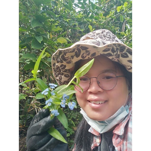 ผักปราบใบแคบ ผักปราบใบแหลม ผักปลาบ ขายกิ่งชำ 1 ชุด 100 กิ่ง 100 บาท (สำหรับปักชำทำยาหรือวิจัย) - รูปที่ 2