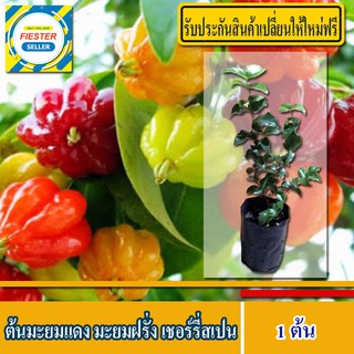 ต้นมะยมแดง มะยมฝรั่ง (มีรับประกันเปลี่ยนต้นใหม่ฟรี) เชอร์รี่สเปน surinam cherry 1ต้น