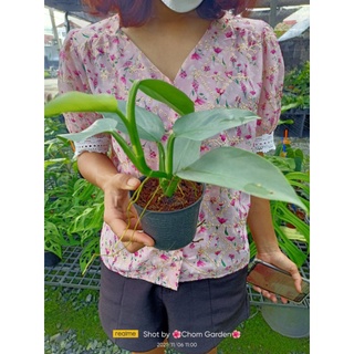 ต้นฟิโลดาบเงิน philidendron silver sword