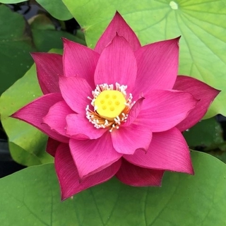 บัวหลวงสีแดงนำเข้า Red Peony เมล็ดบัวดอกสีแดง ดอกใหญ่ ของแท้ 100% Lotus Waterlily