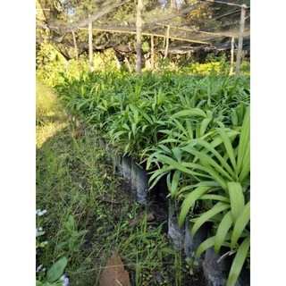 ต้นหวายหนามขาวภูพาน/ชุด 10 ถุง160 บาท