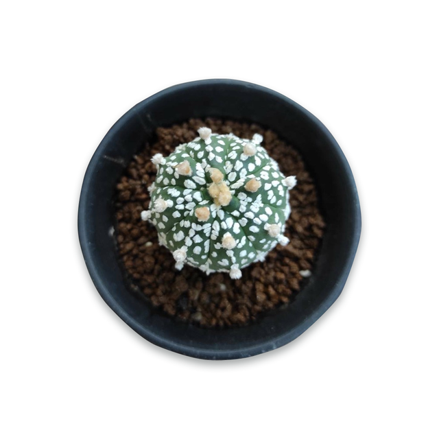 Astrophytum asterias 'Super Kabuto' ไม้เมล็ด ไซส์ M (ขนาด 1-1.5 นิ้ว)