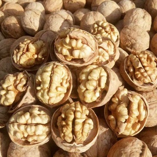 walnut วอลนัท อาหารว่างสำหรับนก หนู กระรอก ชูการ์ สัตว์ฟันแทะ ช่วยทำให้สุขภาพลำไส้ดีขึ้น เต็มไปด้วยสารต้านอนุมูลอิสระ