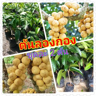 ต้นลองกองสูง 40-60 ซ.ม. ลองกองพันธุ์ไม้(เสียบยอด) 3-4 ปี ออกลูก ต้นพันธุ์สวยแข็งแรงทุกต้น 2 ต้น/แพ็ค