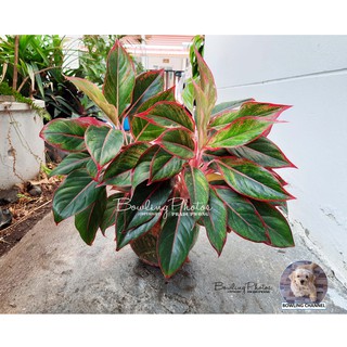 ต้นแสงเงินแสงทอง รวยล้นฟ้า สยามออโรร่า (Siam-Aurora) chinese evergreen #อโกลนีมา #ว่านรวยล้นฟ้า #ไม้มงคล