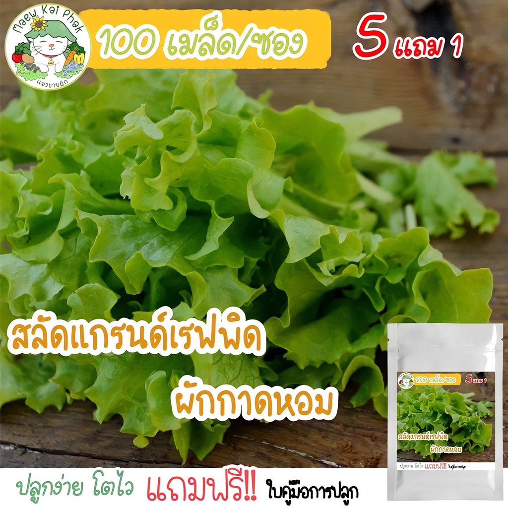 เมล็ดสลัด สลัด แกรนด์เรฟพิด (Grand Rapids Lettuce) 100เมล็ด เมล็ดพันธุ์แท้ นำเข้าจากต่างประเทศ ปลูกง่าย โตไว ขายดี ถูก