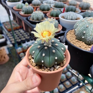 แอสโตรไฟตัม : แอสโตร นูดัม คาบูโตะ ซุปเปอร์ Astrophytum Nudum Asterias Kabuto Super แคคคัส กระบองเพชร ราคาส่ง