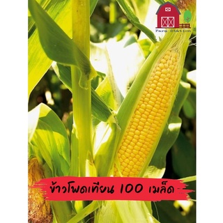 เมล็ดพันธุ์ข้าวโพด ข้าวโพดเทียน ข้าวโพดเทียนสายน้ำผึ้ง 100 เมล็ด Yellow waxy corn 100 Seeds