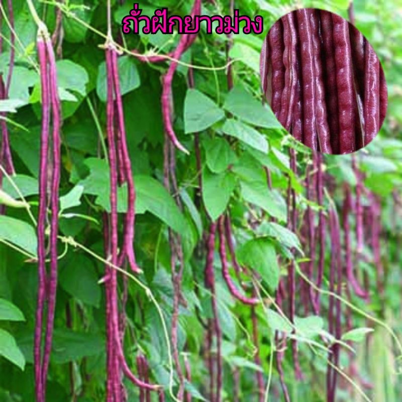 เมล็ดพันธุ์ถั่วฝักยาวม่วง​ บรรจุ​ 30​ เมล็ด​ สีม่วงอมแดงสวยงามเพิ่มสีสันให้อาหารจานโปรด