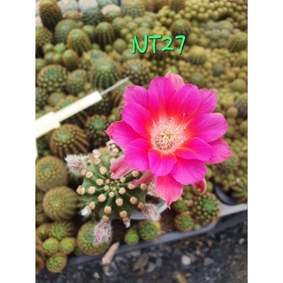 🌵โลบิเวีย/สีดอกชมพูรหัสNT27🌵🌸