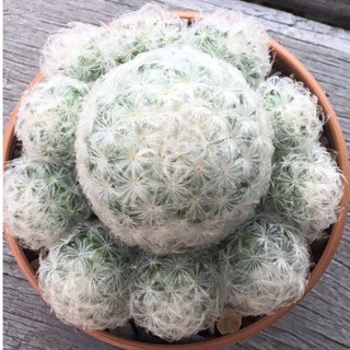 Mammillaria plumosa  แมมขนนกขาว