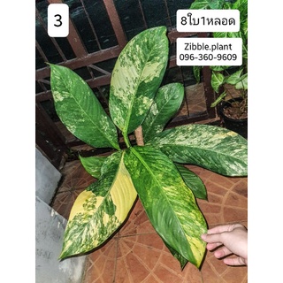 🇹🇭พร้อมส่ง เศรษฐีวิลสันด่าง หงสาวดีด่าง คัดเกรดสวยๆ dieffenbachia variegated ต้นไม้ฟอกอากาศ