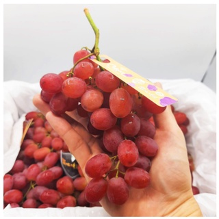 TOP-1องุ่นแดงไร้เมล็ด (1KG) Crimson Red Grape (CHN) ~ลดพิเศษ~ องุ่นไร้เมล็ด ไร้เม็ด องุ่นคิมสัน องุ่นคริมสัน องุ่นกิมสัน