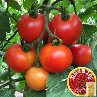 เมล็ดพันธุ์มะเขือเทศ/Tomato Moneymaker 15เมล็ด (Fr SG) 7VSF