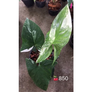 syngonium    albo เงินไหลมาด่างขาว