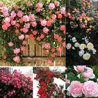 เมล็ดพันธุ์ กุหลาบพวง Floribunda Rose Seeds คละสี ดอกหอม นำเข้าจากต่างประเทศ 30 เมล็ด