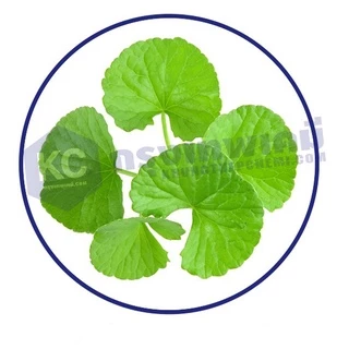 T017PW-25G Pennywort Extract (Liquid) : สารสกัดใบบัวบก (น้ำ) 25 กรัม
