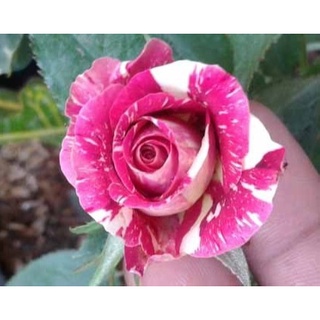 30 เมล็ด เมล็ดพันธุ์ กุหลาบ Dragon Rose Seeds สี ขาว-แดง ดอกใหญ่ นำเข้าจากต่างประเทศ พร้อมคู่มือ เมล็ดสด ใหม่