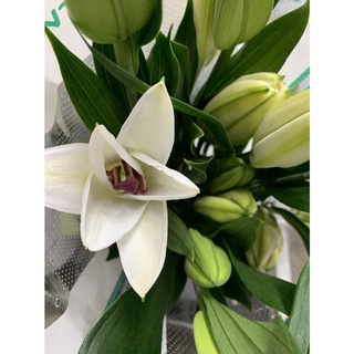 ดอกลิลลี่ (5ช่อ1กำ) 450.- ดอกไม้สด คุณภาพดี ดอกสวย สดใส