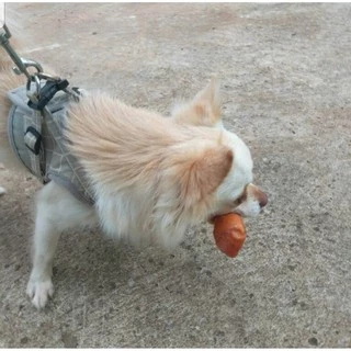 Dogfin ไก่พันกระดูกผูก 4 นิ้ว (FC28) ขนมสุนัข ขัดฟัน (มีราคาส่ง)