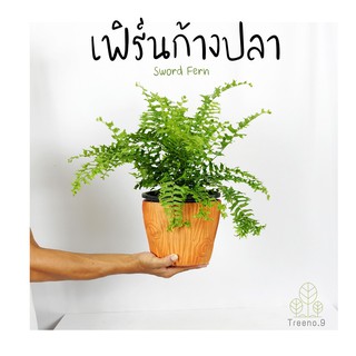 Treeno.9 T6 เฟิร์นก้างปลา Asplenium Antiquum Leslie   เฟิร์นน่ารักลักษณะคล้ายก้างปลา พุ่มใหญ่ กระถาง 8 นิ้ว