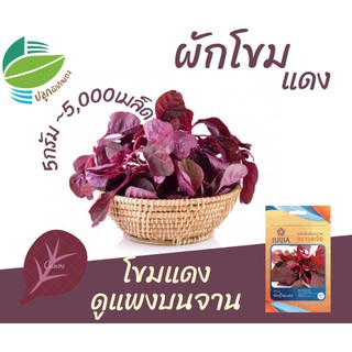 ผักโขมแดง (Red Amaranth)​