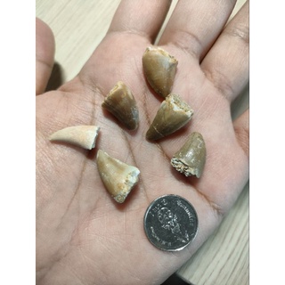 โมซาซอรัส 1 ชิ้น 🙂🙂🙂🙂🙂 สวยๆ น่าสะสม ของเเท้