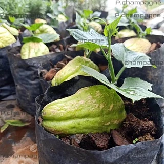 ฟักเเม้วในถุงดำ🍐พร้อมอนุบาล🍐เพิ่มโอกาสการปลูกติด💥