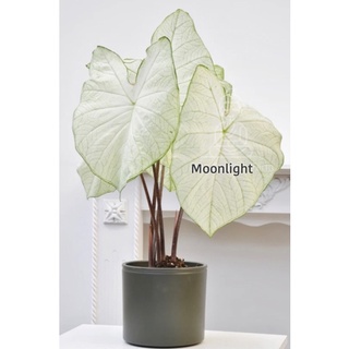 - พร้อมส่ง แบบห่อตุ้ม -บอนสีนอก Caladium Moonlight