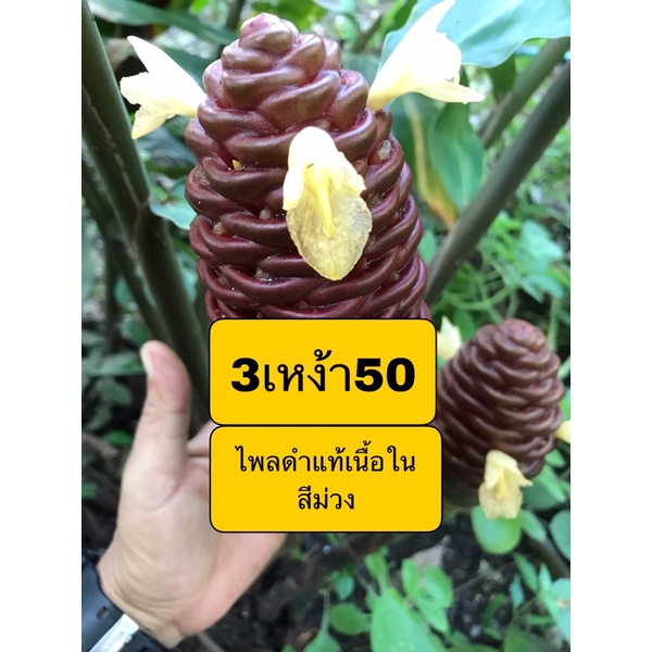 ไพลดำ3เหง้า50ไพลดำแท้ไพลสีม่วงสมุนไพรไทยขยายพันธุ์ได้รวดเร็วและง่าย ราคา ถูกที่สุด ดีลบีเคเค