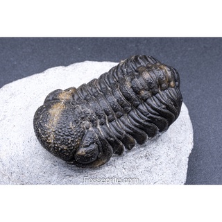 [เกรดพิพิธภัณฑ์+อายุกว่า 420 ล้านปี!!!] 67.3mm ฟอสซิล ไทรโลไบต์ Boeckops Skelcki Trilobite ของแท้ หนัก 147.3g