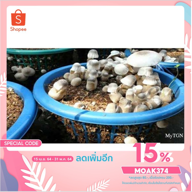 เชื้อเห็ดฟางอีแปะอีหยิบขนาดทดลองปลูกพร้อมส่ง ฟรี อาหารเห็ด ขั้นต่ำ10 ถุงขึ้นค่ะ