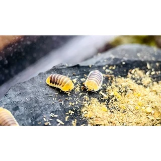 อาหารผง isopod,อาหารสำเร็จรูป สำหรับไอโซพอด,อาหารไอโซพอด สูตรอาหาร โดย ผู้เชี่ยวชาญอาหารสัตว์