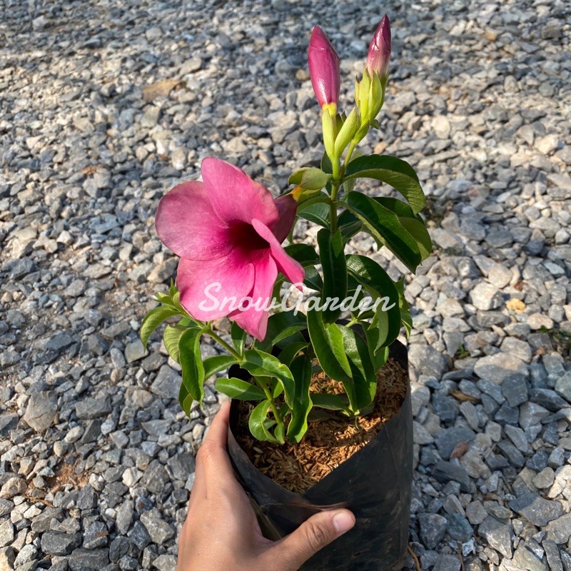 บานบุรี purple Allamanda แบบถุง ออกดอกตลอดปี มีกลิ่นหอม