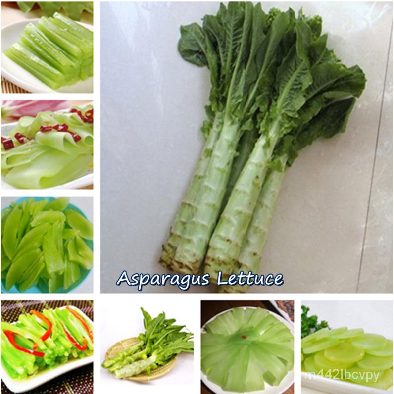 (เมล็ดดอกไม้)ปลูกได้ทั่วไทย ปลูกง่าย Asparagus Lettuce Seeds บรรจุ 200