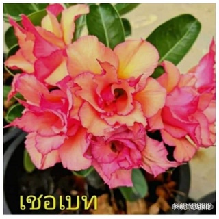 12 เมล็ด เมล็ดพันธุ์ ชวนชม สายพันธุ์ไต้หวัน ดอกสีส้ม Adenium Seeds