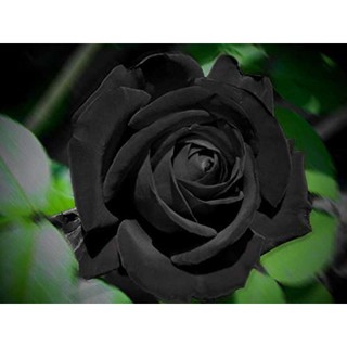 30 เมล็ด เมล็ดพันธุ์ กุหลาบดำ Black Rose Seeds ดอกใหญ่ นำเข้าจากต่างประเทศ พร้อมคู่มือ เมล็ดสด ใหม่