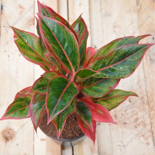 seeds Aglaonema Red Lipstick Aurora Chinese Evergreen indoor houseplant50 เมล็ด (ไม่ใช่พืชที่มีชีวิต)