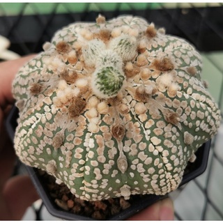 แอสโตร​ไ​ฟตั้​ม​ วี​ ฮานะ เว้า #แคสตัส castus​ astrophytum แอสโตร แอสโตร​ไ​ฟตั้​ม แอสโตรไฟตัม กระบองเพชร แอสโตรวี super​