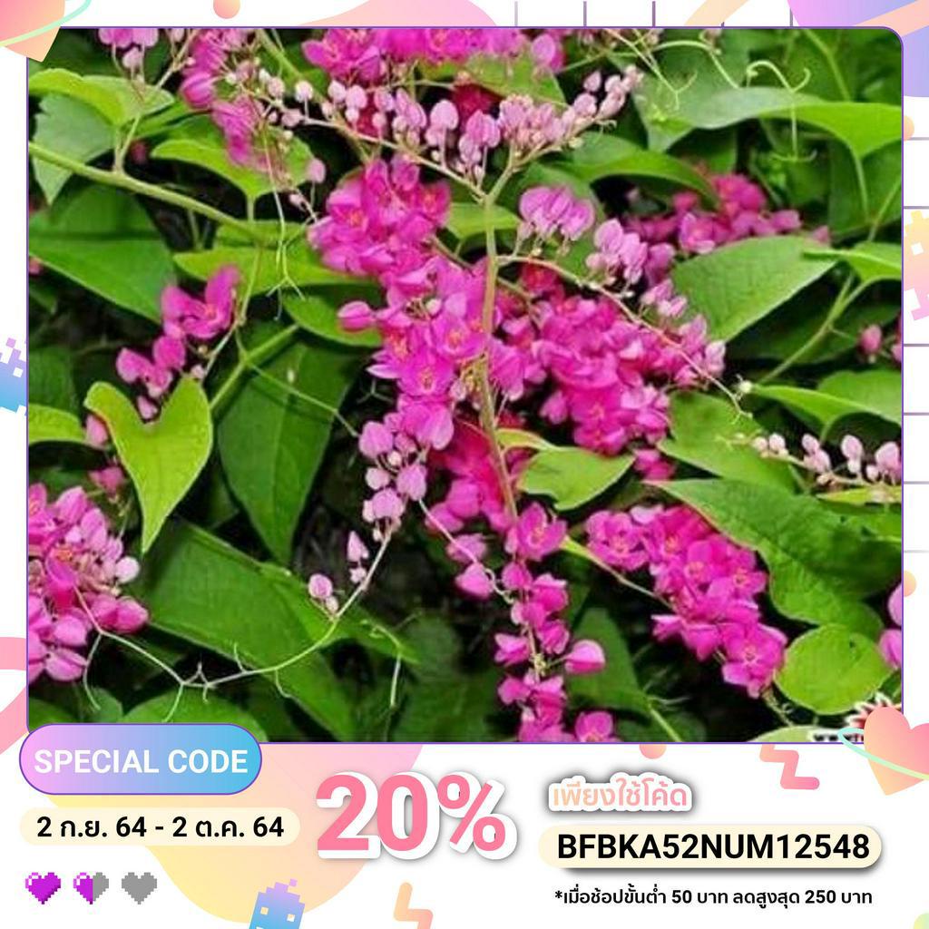 ต้นพวงชมพูกระถาง11นิ้ว