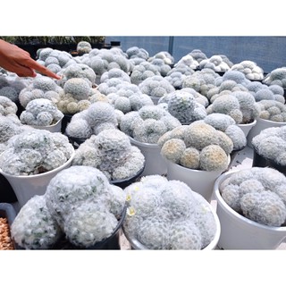 แมมขนนกขาว ( Mammillaria plumosa)