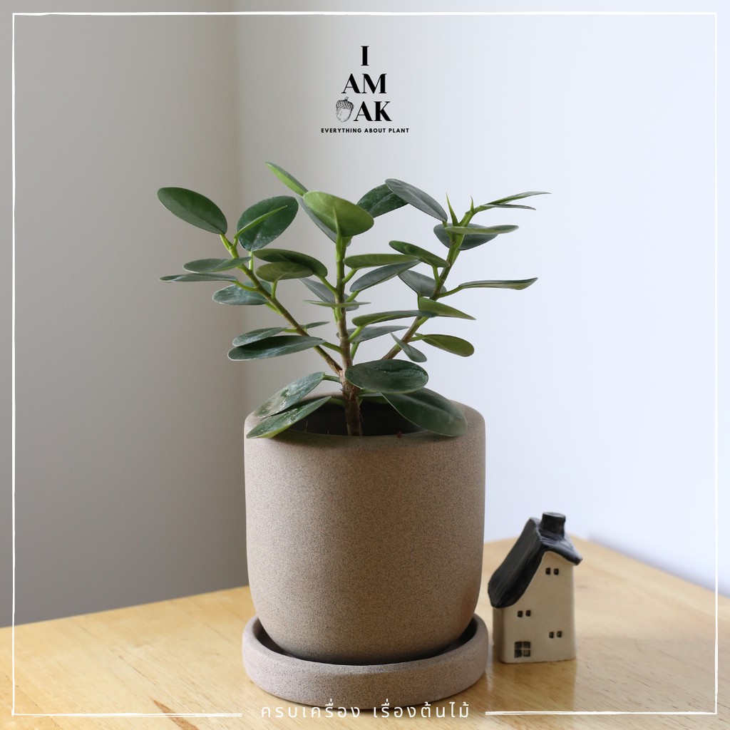 มุมมอง 4