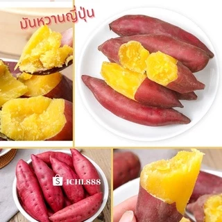 🍠 มันหวานญี่ปุ่นเบนิฮารุกะ 1 Kg. หวาน อร่อย ‼️ปลูกเวียดนาม