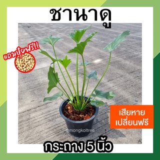 ชานาดู พร้อมกระถาง 5 นิ้ว [แถมปุ๋ยฟรี! + เสียหายเคลมฟรี] Philodendron Xanadu ต้นไม้ฟอกอากาศ ฟิโลเดนดรอน ปลูกในบ้าน คอนโด