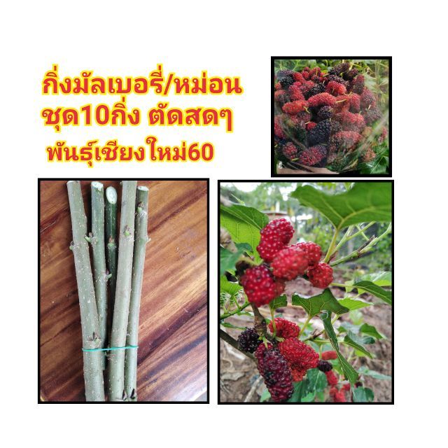 กิ่งมัลเบอรี่​ พันธุ์เชียงใหม่60​ แบบกิ่ง12กิ่งราคา50บาท