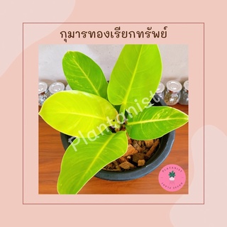 ฟิโลเดนดรอน"มูนไลท์"หรือ กุมารทองเรียกทรัพย์ -ไม้มงคล เรียกเงิน-ทองเข้าบ้าน ไม้แห่งโชคลาภ - กระถาง 10"
