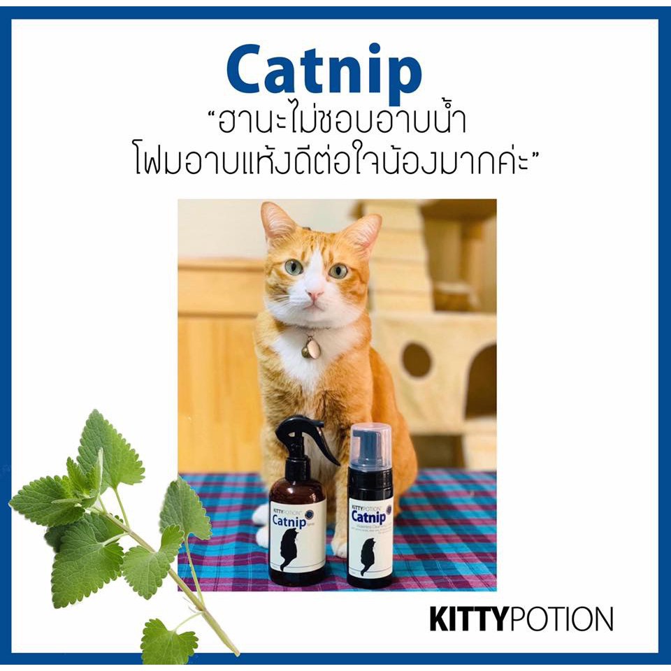 Kitty Potion Catnip Spray 250ml (สเปรย์บำรุงขน) ราคา ถูกที่สุด ดีลบีเคเค แกลเลอรีภาพที่ 5